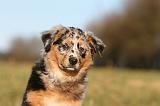 BERGER AUSTRALIEN PUPPIES 769